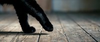 Black cat paws walking on rustic wooden floor boards with shallow depth of field creating warm bokeh background for pet care concepts.