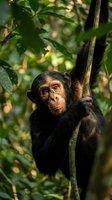 Young male chimpanzee clinging to tree branch in lush forest canopy, displaying curious expression and natural behavior in wildlife habitat setting.