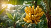 Fresh ripe yellow bananas hanging on tropical tree with green leaves in sunny plantation. Natural organic fruit growing in warm climate for healthy eating.