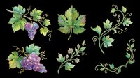 Watercolor grape vine clipart set with bunches of purple grapes, leaves, and decorative swirls, isolated on transparent background, ready for stickers, sublimation, and print on demand.