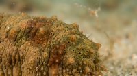Underwater coral reef formation with textured surface and marine polyps in natural ocean habitat displaying rich brown and orange coloration patterns.