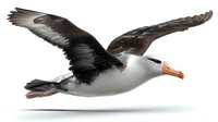 Majestic albatross in flight with outstretched wings, isolated on white background for wildlife conservation, environmental protection, and nature education materials.