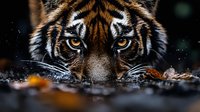 Close-up portrait of majestic tiger face with intense amber eyes and distinctive orange black stripes resting on forest floor with autumn leaves.