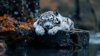 White tiger resting on rocky ledge with autumn foliage, powerful wild cat in natural habitat displaying majestic beauty and serene expression.