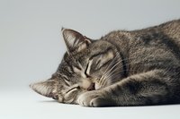 Peaceful gray tabby cat sleeping on white surface, showing relaxed facial expression and curled paws. Close-up portrait captures serene feline moment.