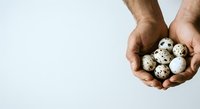Male hands holding quail eggs against white background. Suitable for food, nutrition, cooking, and healthy eating content.