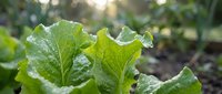 Fresh green lettuce leaves growing in organic garden bed with morning dew drops and soft sunlight bokeh background for healthy eating and agriculture concepts.