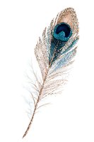 Glittery peacock feather with deep teal eye and shimmering gold accents isolated on white background, suitable for design projects and decorative artwork.