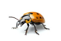Orange ladybug macro shot on white background showing detailed texture of shell, spots, antennae and legs. Isolated specimen ready for nature publications.