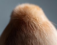 Close-up macro shot of ginger cat fur texture showing detailed hair strands and soft fluffy pattern against blurred gray background.