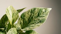 Variegated pothos plant with green and cream marbled leaves against neutral background for home decor and botanical design projects.