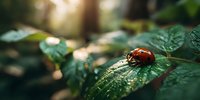 Ladybug on dewy green leaf in forest undergrowth with soft morning sunlight creating bokeh effect in background.