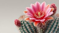 Vibrant pink cactus flower blooming on green spiny plant against neutral background, showcasing desert botanical beauty in macro detail.