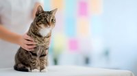 Tabby cat with white chest being gently petted by human hand in bright veterinary clinic with colorful bokeh lights creating warm atmosphere for pet care.