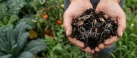 Hands holding rich dark compost soil with earthworms in organic vegetable garden. Sustainable farming and natural fertilizer for healthy plant growth.
