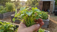 Young plant seedling with green leaves held in hand at community garden, ready for transplanting into soil beds for vegetable cultivation and sustainable farming.