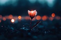 Single pink flower glowing against dark moody background with bokeh lights, water drops on petals create magical atmosphere in evening garden setting.