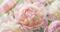 Soft pink peony flowers with delicate ruffled petals and morning dew drops creating romantic floral arrangement for wedding decor and spring celebrations.