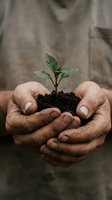 Elderly hands gently protecting young green plant seedling growing from dark soil, symbolizing environmental care, growth, and nurturing nature for sustainability.