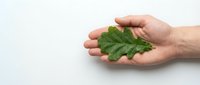 Human hand gently holding fresh green oak leaf against clean white background. Environmental protection, nature conservation concept for eco-friendly designs.