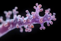 Microscopic view of soft coral polyp in purple and pink tones showing detailed branch structure and texture against dark background, suitable for scientific illustration.