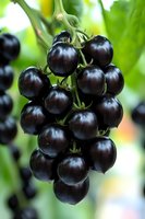 Fresh cluster of ripe black currants on branch with green leaves in soft focus background, macro photography showing detailed texture of berries.