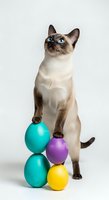 Siamese cat with striking blue eyes standing upright next to colorful toy balls, isolated on white background for pet product advertising and playful animal content.