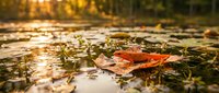 Single autumn maple leaf floating on wet pavement with golden bokeh lights creating warm seasonal atmosphere for fall marketing campaigns.