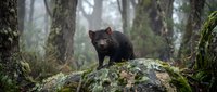 Tasmanian devil standing on moss-covered rock in misty forest. Wild marsupial carnivore in natural habitat with atmospheric fog and ancient trees.