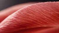 Fresh raw salmon fillet macro texture showing natural meat fibers and omega-rich structure. Clean minimalist food photography for culinary and healthy eating concepts.