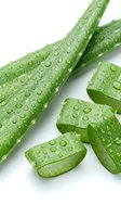Fresh aloe vera leaves with water droplets isolated on white background, ready for cosmetic, skincare, wellness and natural beauty product design use.