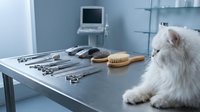 Fluffy white cat sitting at veterinary examination table with grooming tools, brushes, and medical instruments arranged for pet care and wellness services.