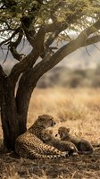 Adult female cheetah resting with two young cubs beneath acacia tree in African savanna landscape. Wildlife and nature photography for editorial and educational use.