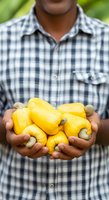 Male farmer of African descent holding fresh yellow cashew fruits in his hands outdoors, showcasing agricultural harvest and organic produce for farming and food industry use.