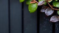 Fresh wet rose leaves with water drops against dark background, moody garden atmosphere with copy space for nature and wellness designs.