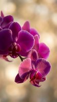 Purple orchid flowers blooming on blurred warm background for spa wellness and natural beauty concepts.