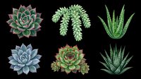 Six detailed succulent and cactus plants isolated on transparent background, ready for stickers, t-shirt design, clipart, print on demand, and sublimation projects.