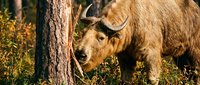 Highland cattle grazing near wooden fence post in golden autumn sunlight on pastoral farmland meadow.