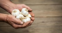 Farmer's hands holding fresh white garlic bulbs over wooden surface, showcasing organic produce for cooking and culinary use.