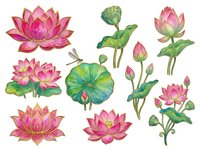Water lily botanical collection featuring pink blooms, buds, and green foliage isolated on white background, ready for design, print, and decorative applications.