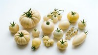 Fresh white and pale yellow heirloom tomatoes variety collection on white background. Organic garden vegetables for healthy cooking and farm market display.