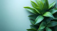Fresh green aloe vera plant leaves with water drops on gradient turquoise background, natural skincare and wellness concept, copy space.