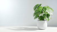Monstera deliciosa houseplant in white ceramic pot on wooden shelf against minimalist wall background for modern interior design and home decor projects.