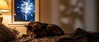 Cozy tabby cat sleeping peacefully on unmade bed in warm bedroom with fireworks artwork on wall creating intimate nighttime atmosphere.