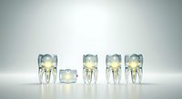 Dental tooth models and extracted molar specimens arranged in row on white surface for educational, dental training, orthodontic study and clinical demonstration purposes.