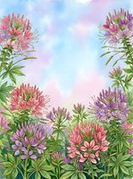 Watercolor cleome spider flowers frame with pink and purple blooms on pastel sky background for greeting cards and botanical designs.