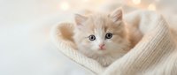 Adorable orange tabby kitten with blue eyes nestled in cozy cream knit blanket, soft lighting creates warm atmosphere for pet care and comfort themes.