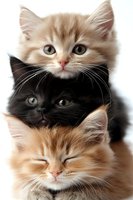 Three adorable kittens stacked vertically - cream, black and ginger cats showing different expressions from alert to sleepy, isolated on white background.