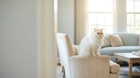 White fluffy cat sitting on beige armchair in bright modern living room with sofa, wooden table, and natural light from windows for home decor and pet lifestyle content.