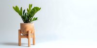 Minimalist houseplant in wooden pot with stand against white background, showcasing modern home decor style for interior design.